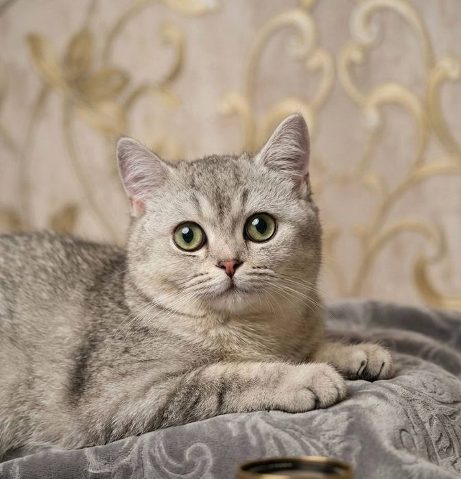 Кот Шиншилла (серебро)