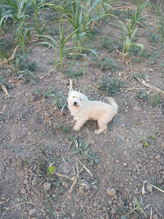 Spre adopție Corcitură de bichon.