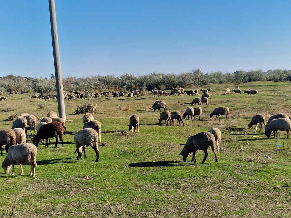 Vând 100 oi de ținut+30 capre cu lapte