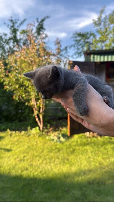 Отдам котенка бесплатно