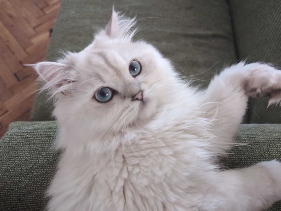 Мъжки котарак за Разплод