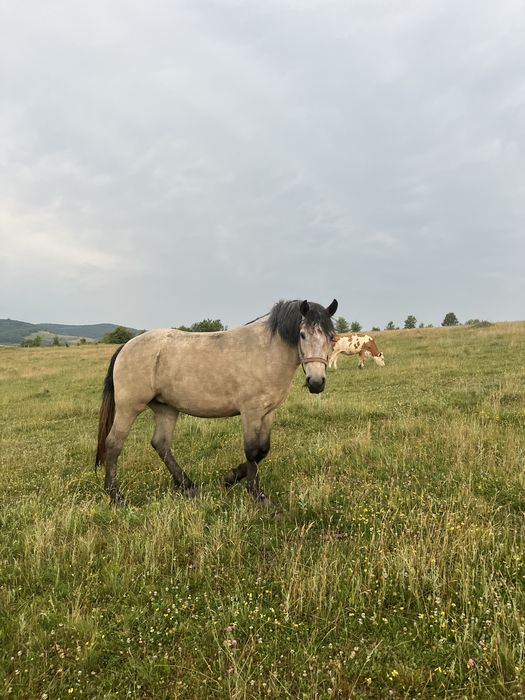Iapă de 3 ani de vanzare