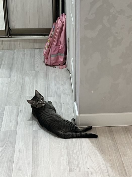 Котенок 6месяцев