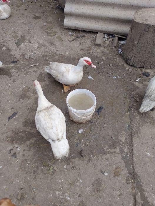 Rațe leșești și cocoși de vânzare, crescute în libertate