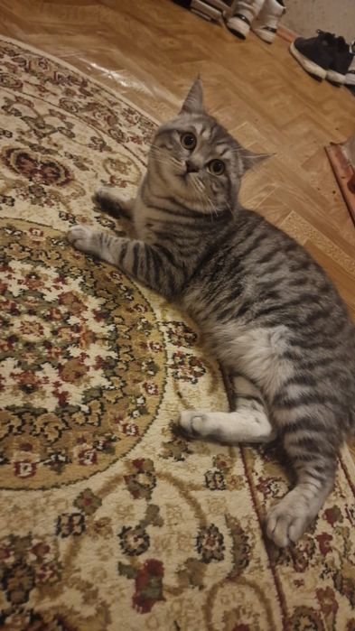 Кошка мальчик 1,5