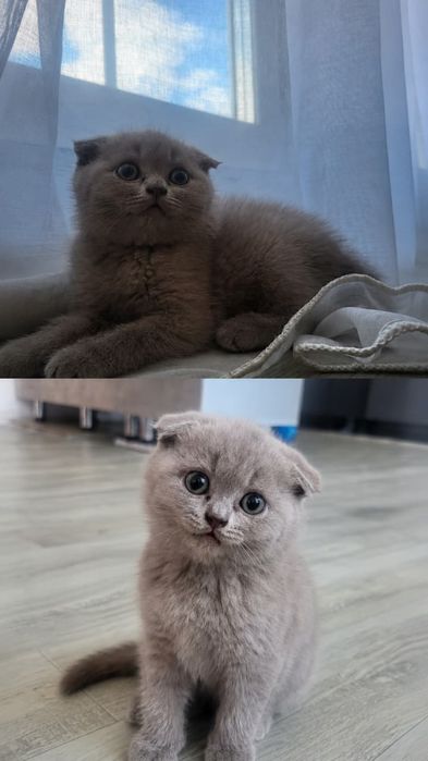 британские котята