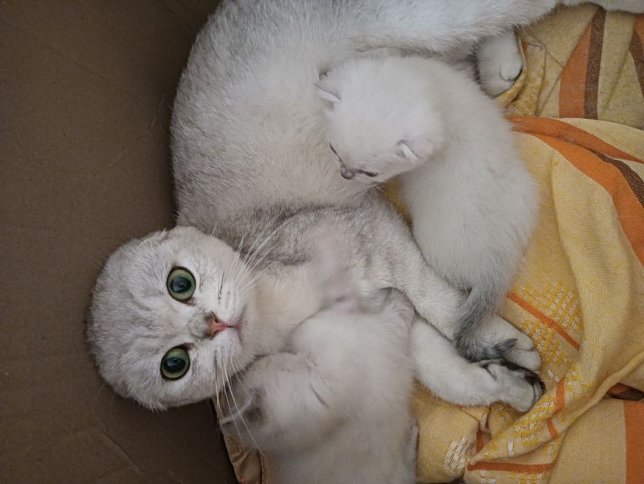 Скоттиш страйт котята