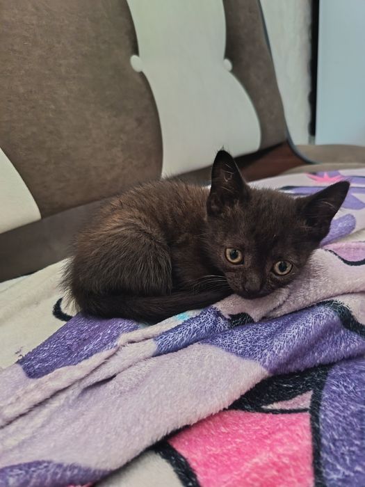 Кошечки ищут дом