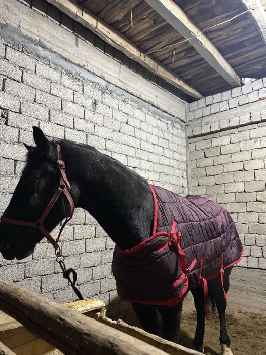 Ot soglom продаётся лошадь