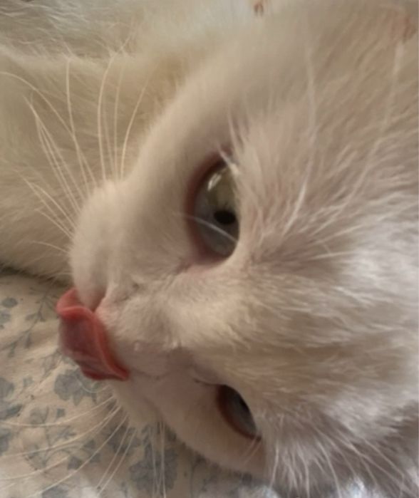 Кот, Шотландский