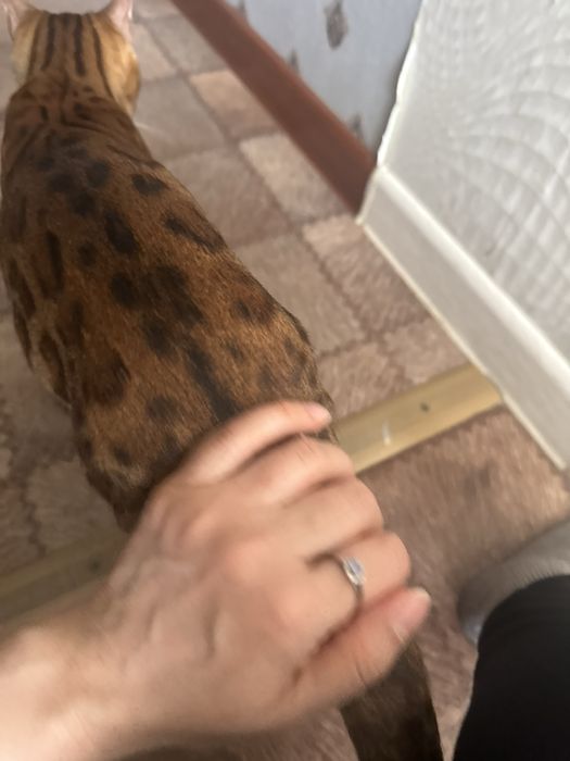 Бенгалки девочьки только вместе, читайте внимательно описание