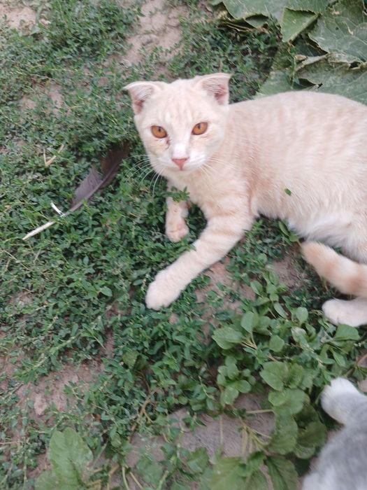 Продаются котята