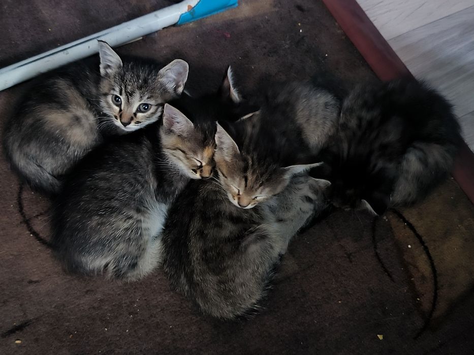 Отдаем котят крыселовов