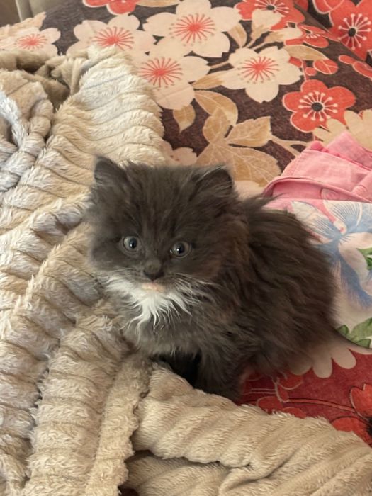Отдам котенка в добрые руки