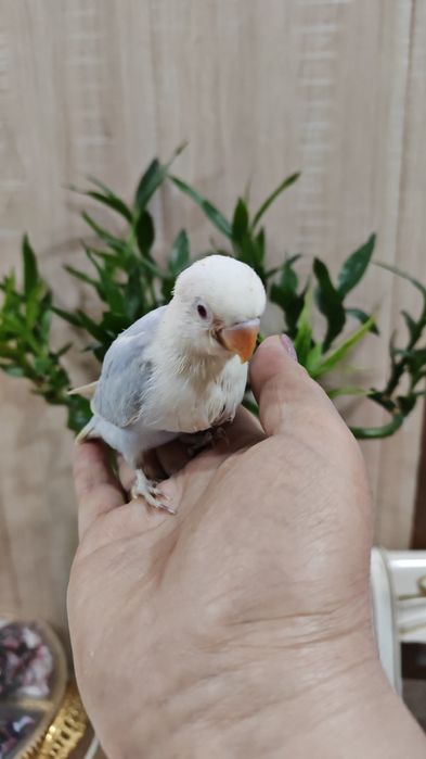 Продается птенец Неразлучника.