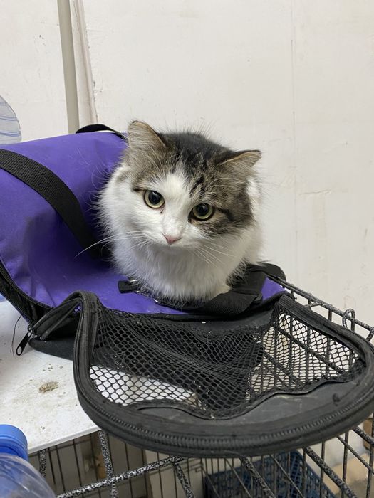 Кошка ищет дом