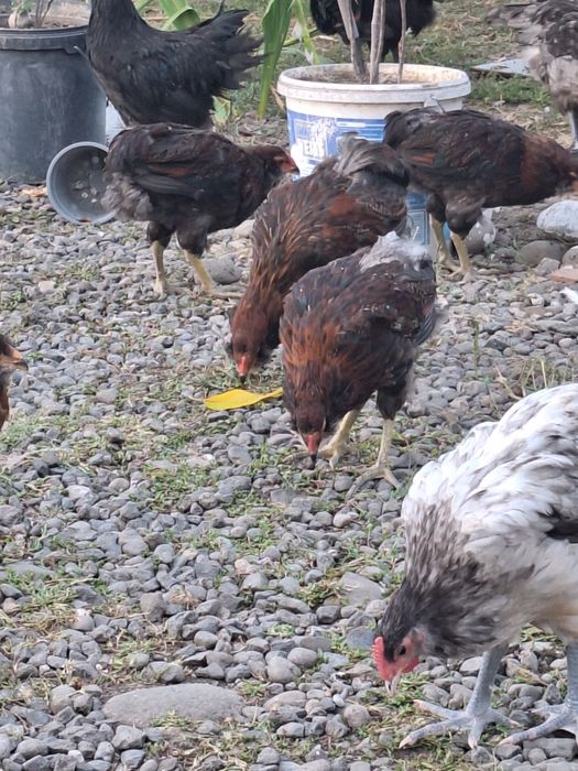 Cocosi araucana potârnichiu