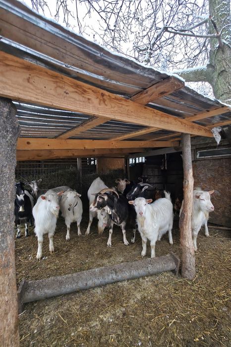 Capre și țapi de vanzare