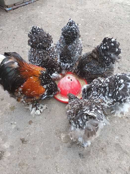 Brahma herminat deschis și brahma porțelan