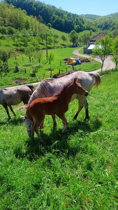 Cai pur sânge arab și cal de sporrt romanesc