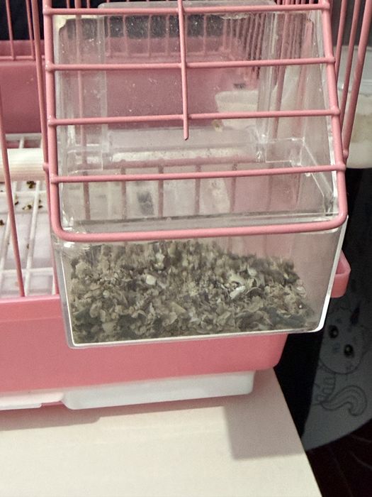 Тоты құс сатылады