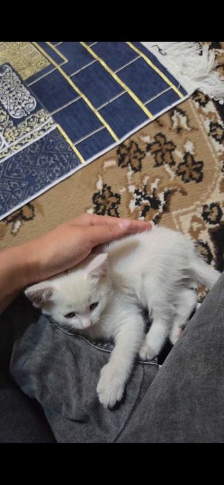 Котенок бесплатно