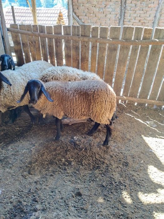 Vind berbec carabasi și sulfoc