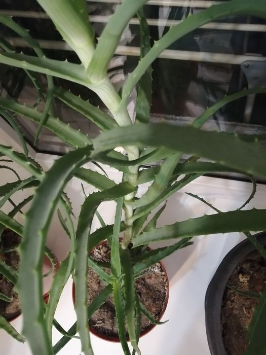 Алоэ столетник лечебное  4 года