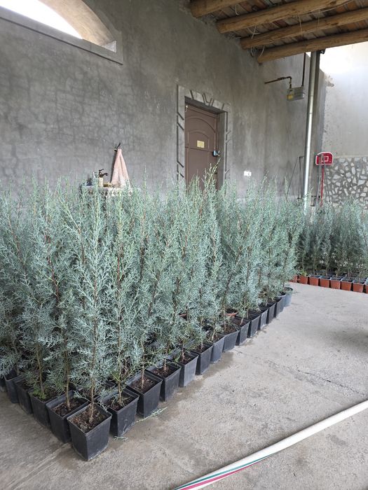 Кипарис Аризоника. 80 - 85 см. ИТАЛИЯ.