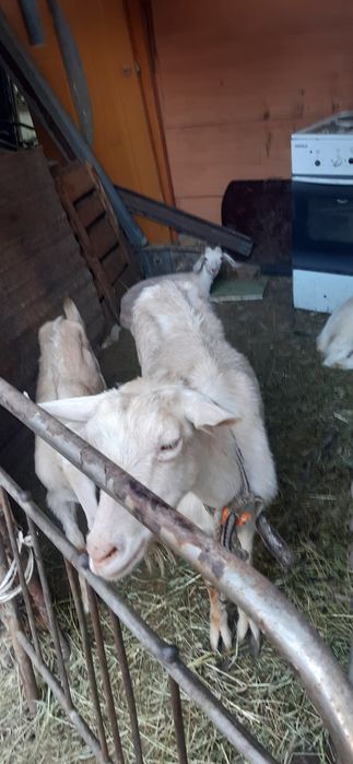 Ешкы 2 лағымен сатылады