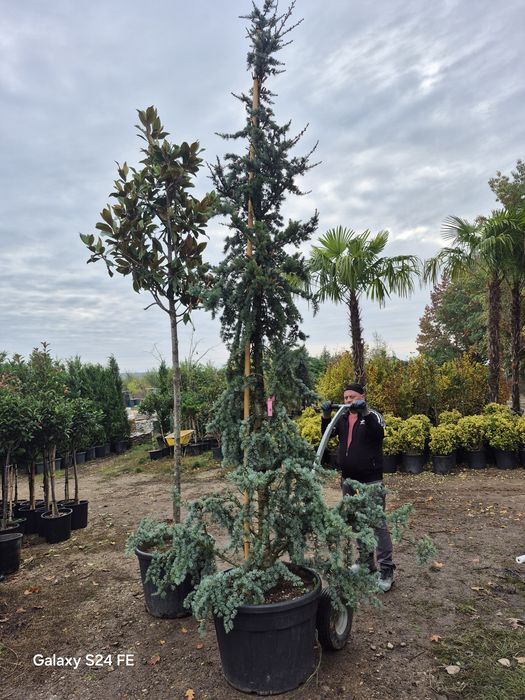 Magnolia grandiflora