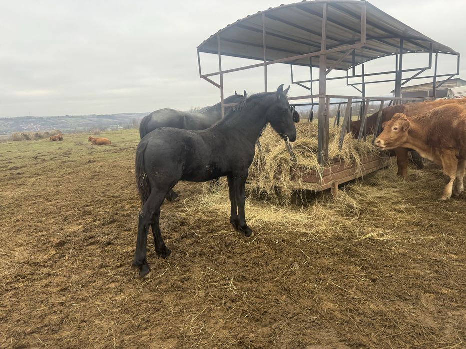 Vand un manz Friesian / Friz