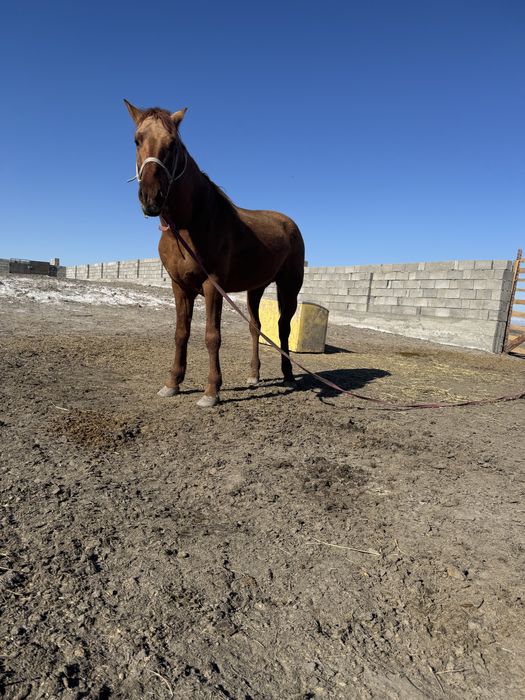 Тау кірең құнан жылқы сатылады