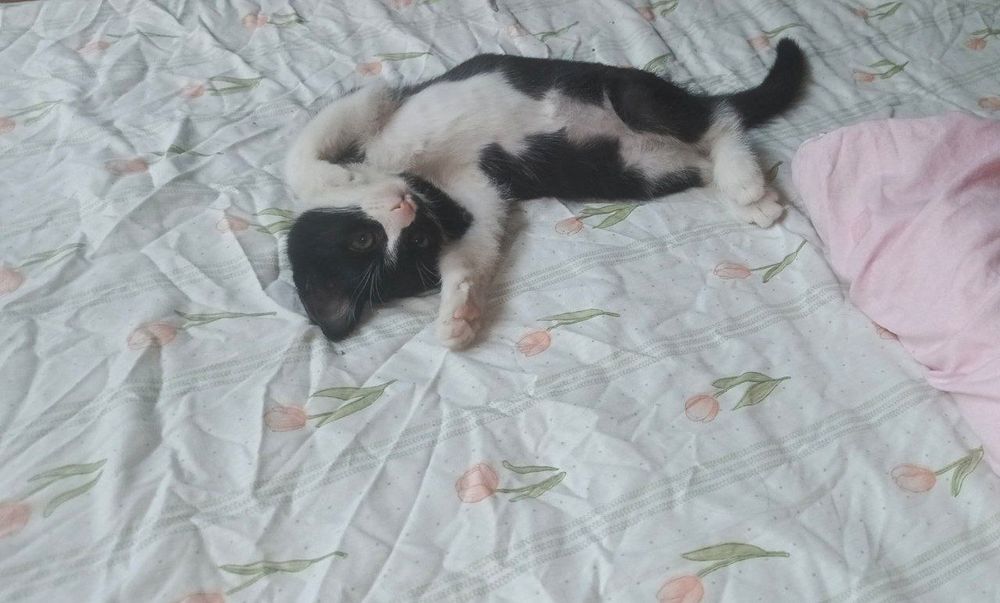 Черно белый котёнок ищет добрые руки