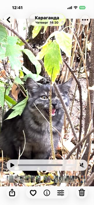 Котик подросток в добрые руки