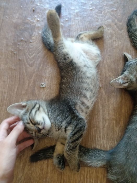 котята в добрые руки