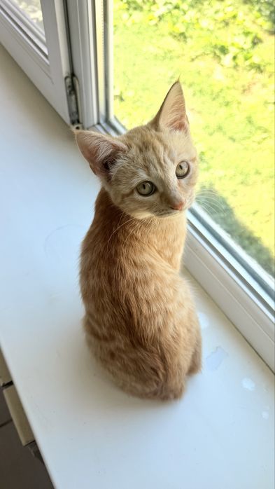 Котенок бесплатно
