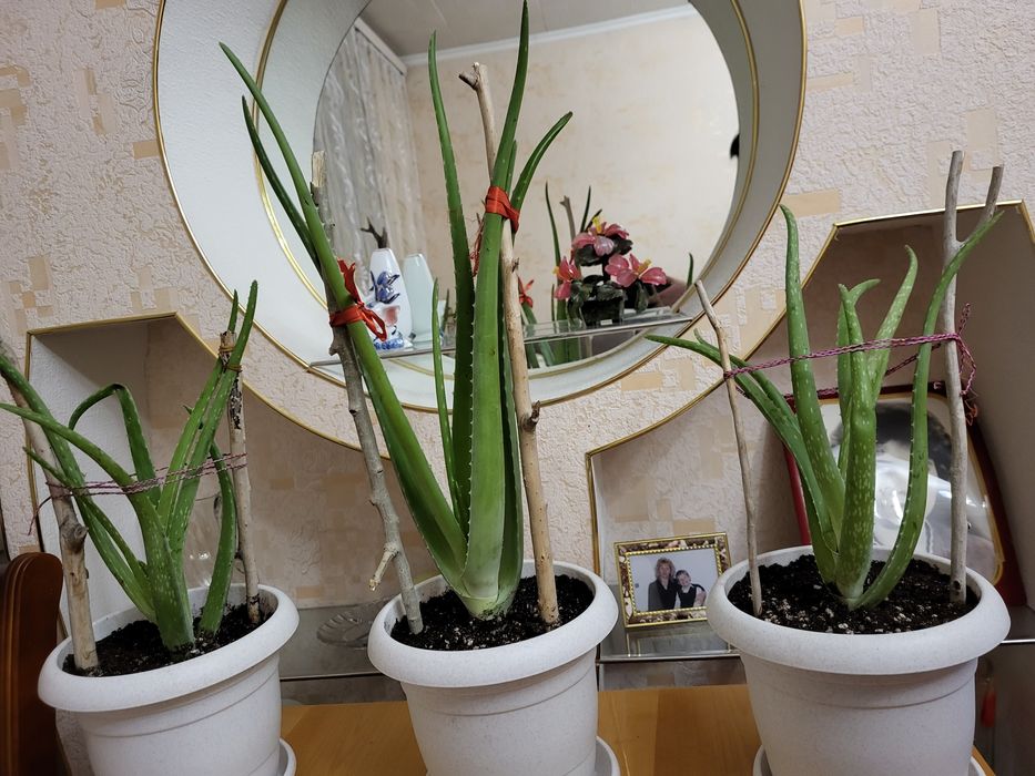 Продам цветок алое