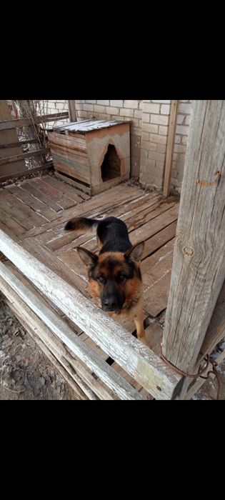 Продам немецкую овчарку
