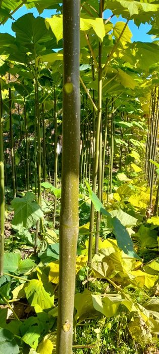 Продавам фиданки Пауловния