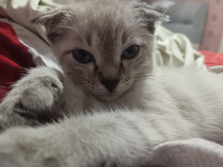 Продам котёнка девочка