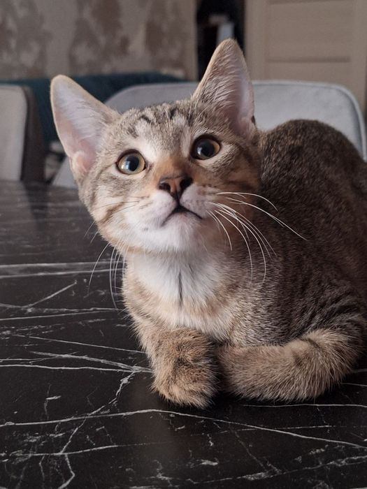 Отдам котёнка в заботливые руки