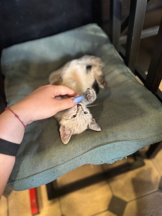 В добрые руки котята
