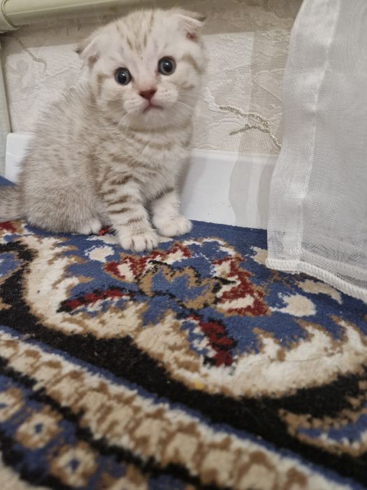 Шотландская вислоуха еркек мысық