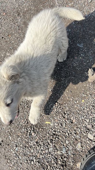 Сабака     белая