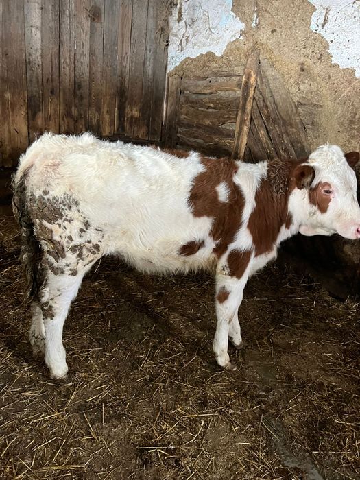 Vând vițea bălțată