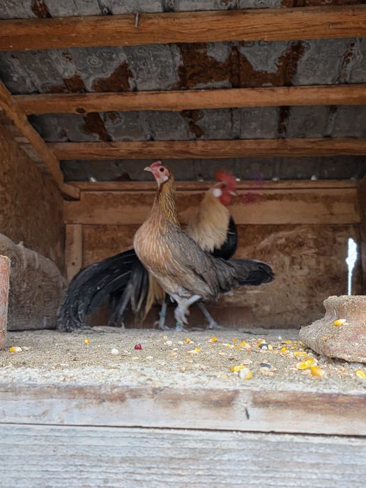 Pereche pheonix oranje