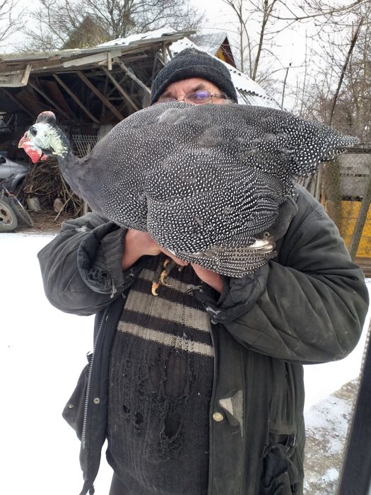 Vand bibilici rasa mare