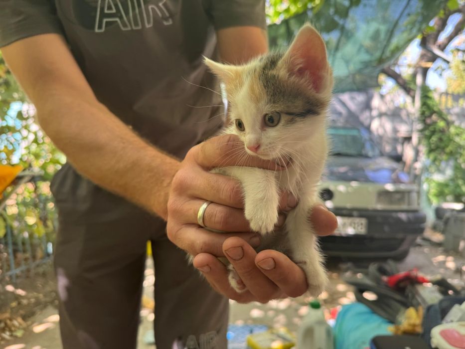 Котята, мальчик и девочка
