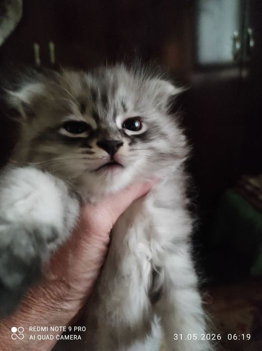 Котята,порода Ангорка,2мес.